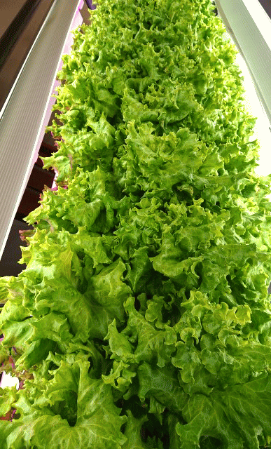 エムベルクの水耕栽培